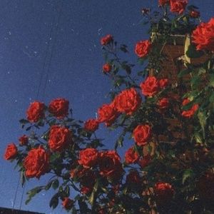 Meet your Posher, Jacqui